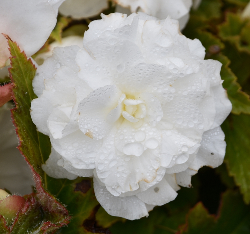 Begonia - Planten - 