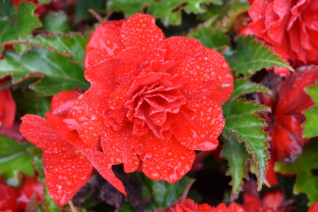 Begonia