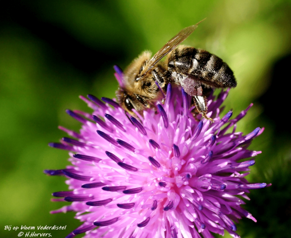 Bij op bloem Vederdistel. - Geleedpotigen - Bij op bloem Vederdistel.