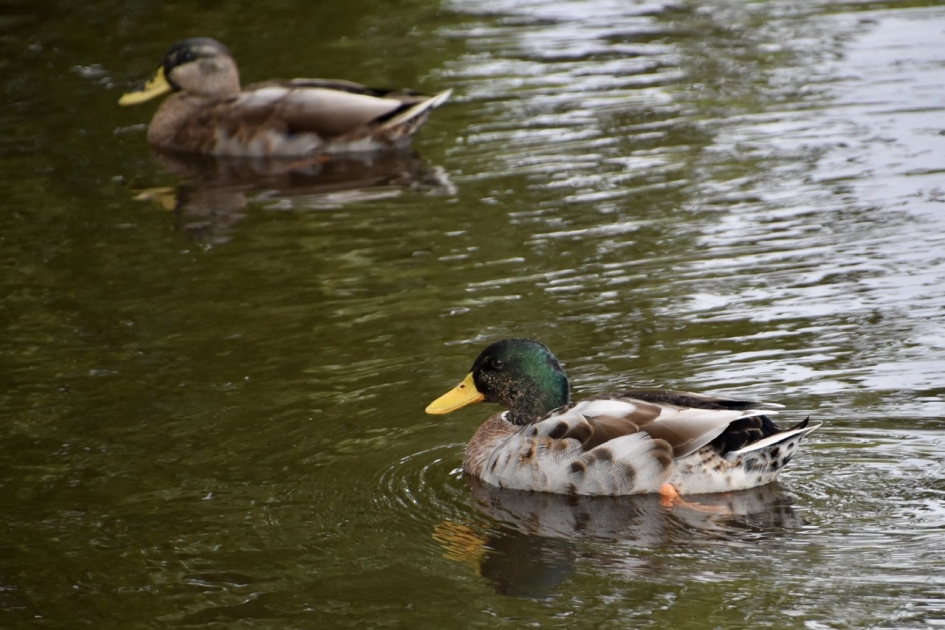 Bijna weer groen - Vogels - 