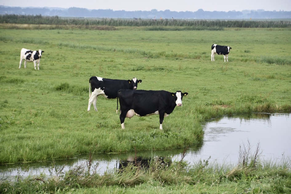 Blaarkoppen - Zoogdieren - 