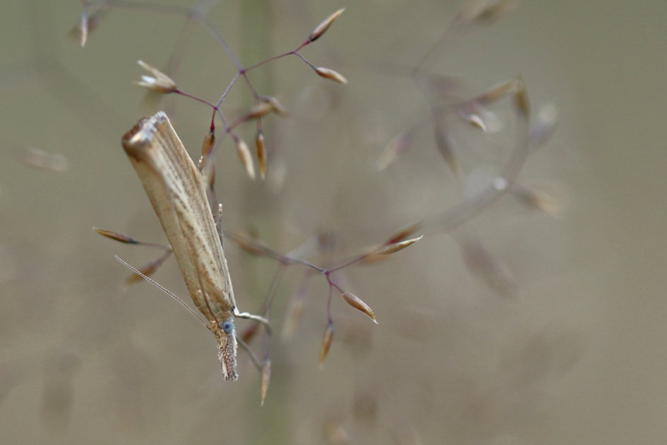 blauwooggrasmot - Geleedpotigen - blauwooggrasmot