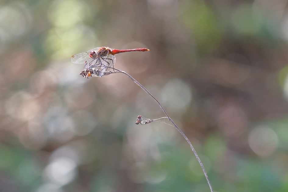 bloedrode heidelibel -m- - Geleedpotigen - bloedrode heidelibel
