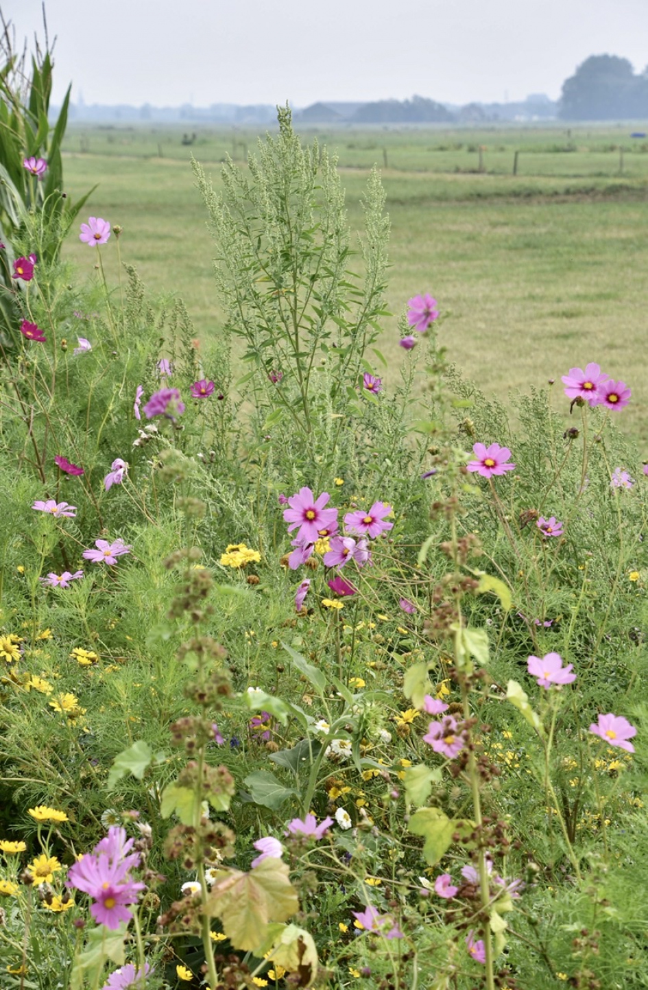 Bloemenrand - Planten - 