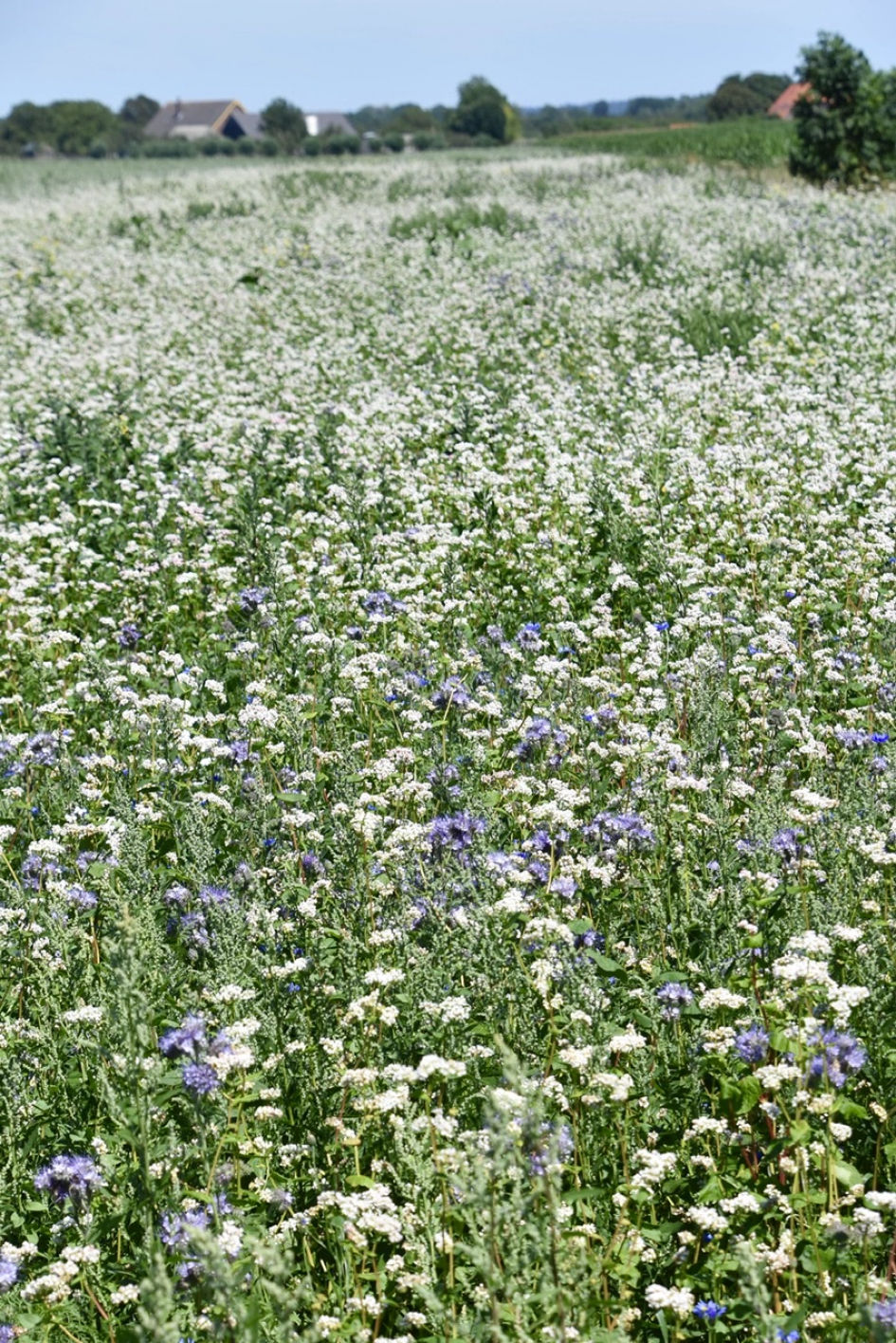 Bloemenranden - Planten - 
