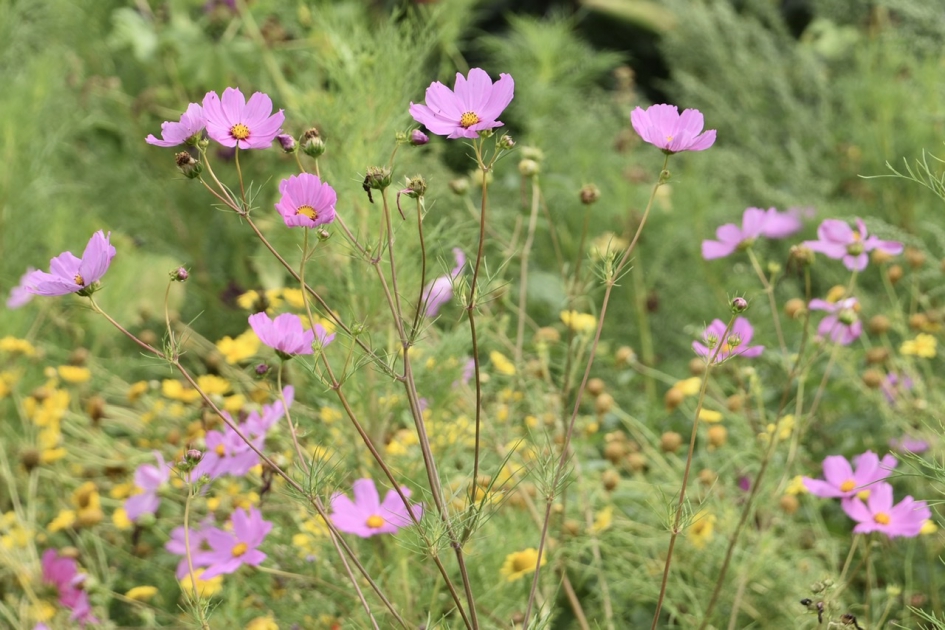 Bloemenvelden - Planten - 