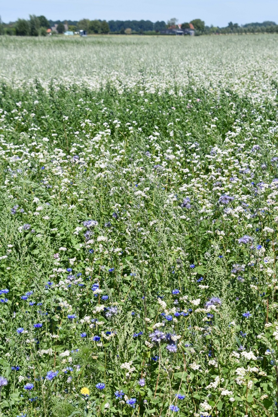 Boekweit velden - Planten - 