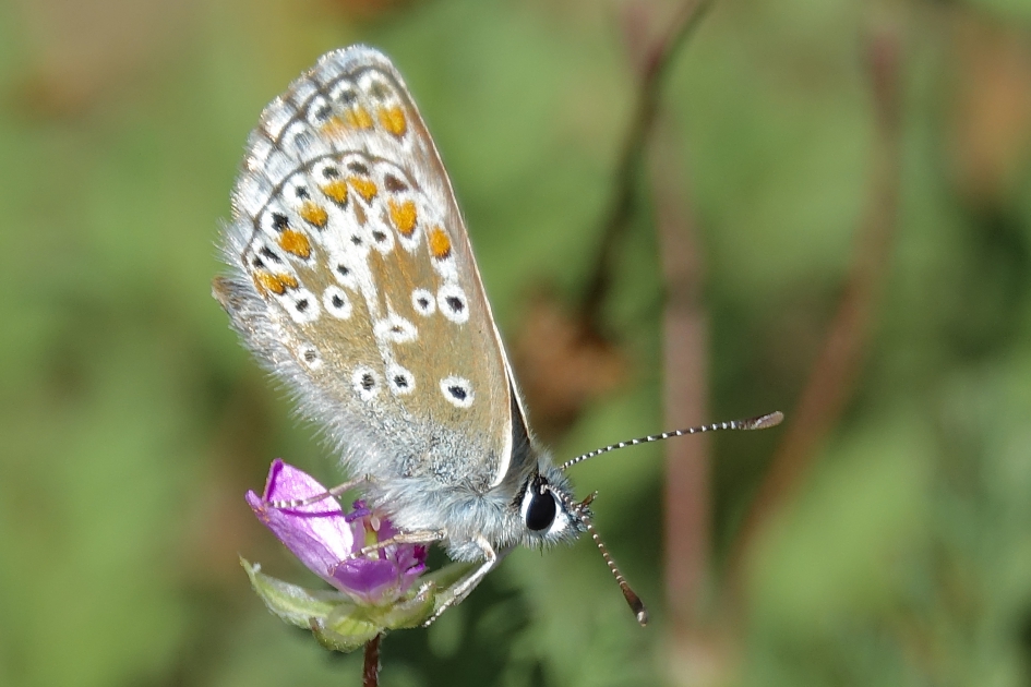 Bruin Blauwtje 1 - Geleedpotigen - Bruin Blauwtje