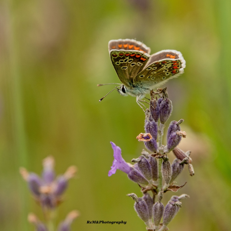 Bruin blauwtje. - Geleedpotigen - Bruin blauwtje.