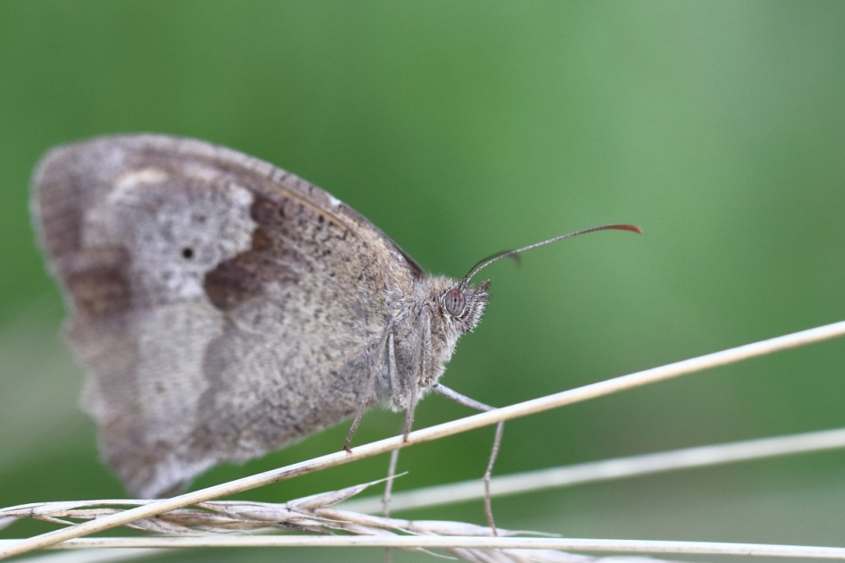 bruin zandoogje - Geleedpotigen - bruin zandoogje