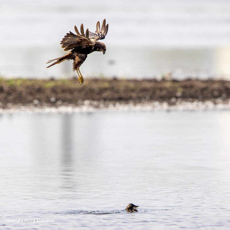 bruine kiekendief vangt wintertaling 1 - Vogels - bruine kiekendief