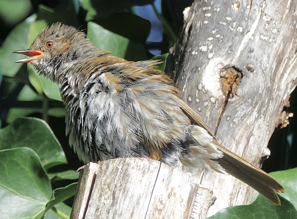 Bruinende Heggemus - Vogels - Heggemus