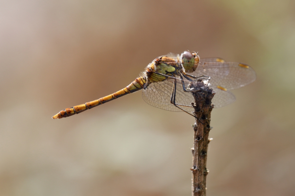 bruinrode heidelibel -m- - Geleedpotigen - bruinrode heidelibel