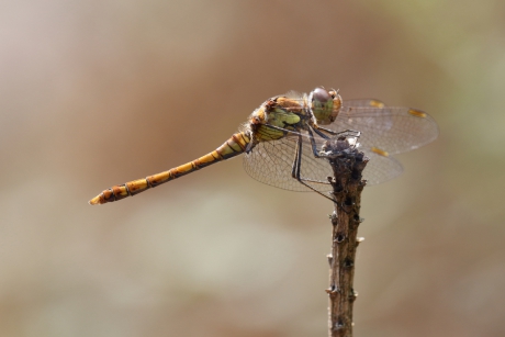 bruinrode heidelibel -m-