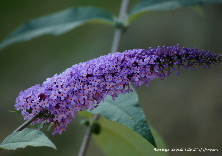 Buddleja davidii.  Lila - Planten - Buddleja davidii.  Lila