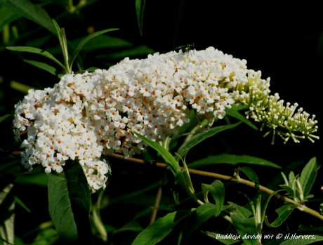 Buddleja davidii.  Wit