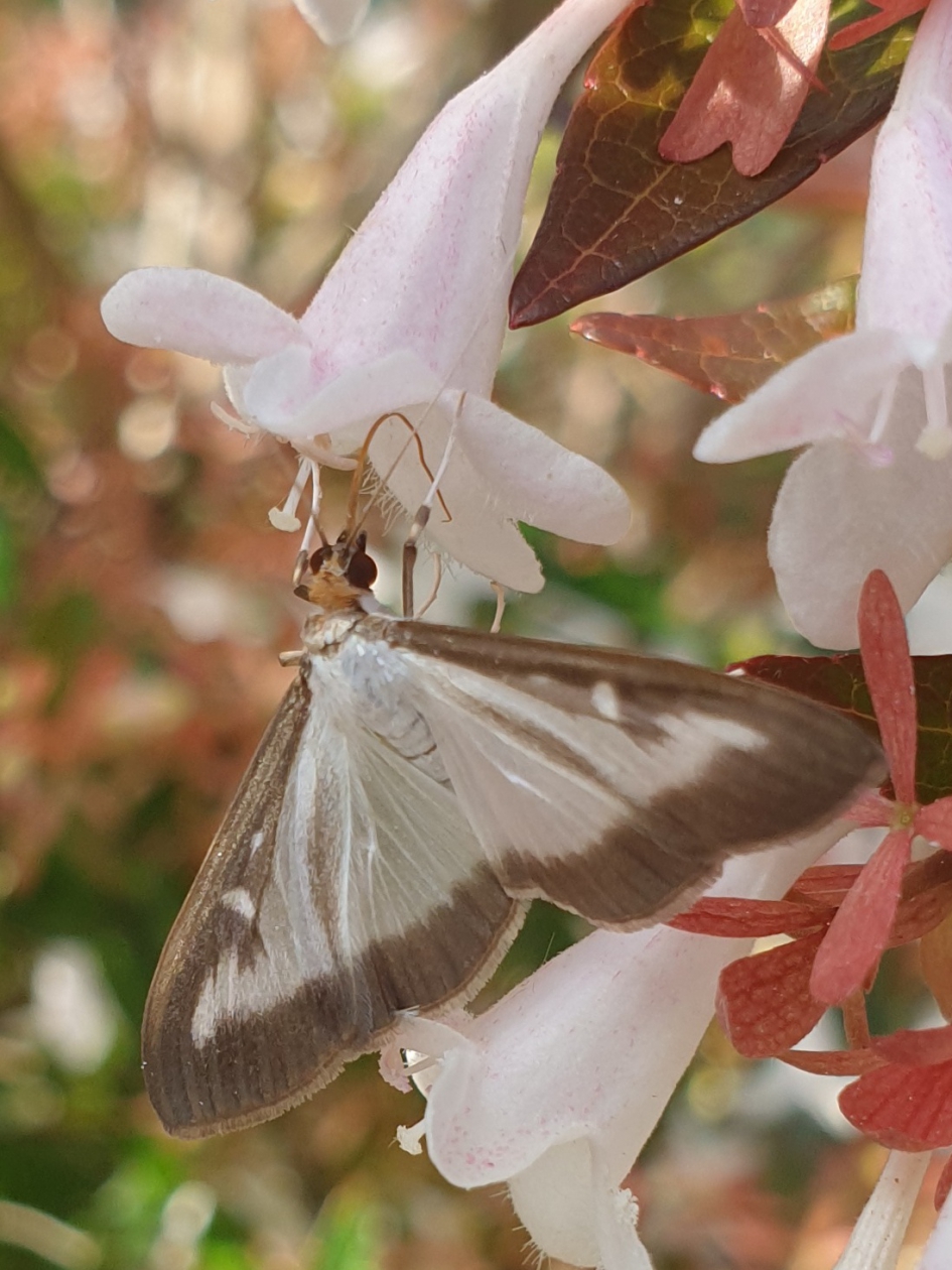 Buxusmot - Geleedpotigen - Buxusmot
