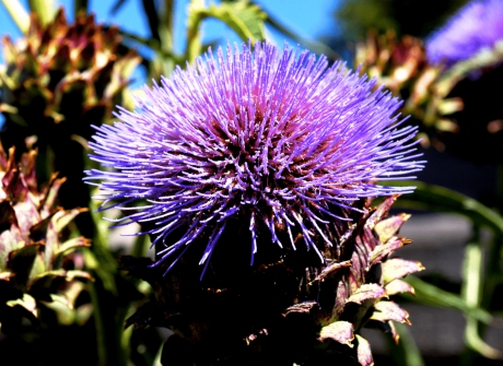 Cardoon