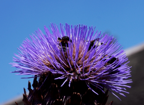 Cardoonbloem met bezoek.