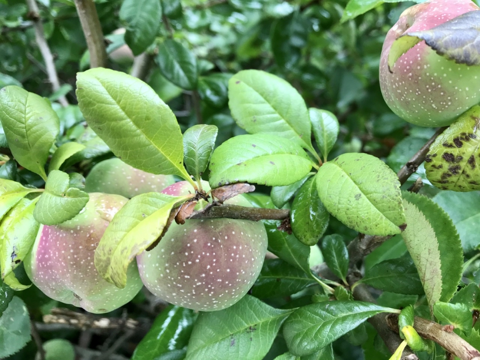 Chaenomeles appeltjes - Planten - 