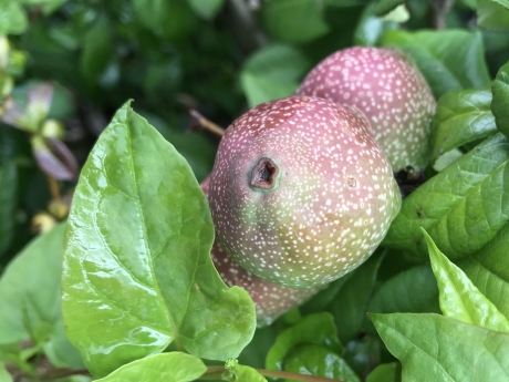 Chaenomeles appeltjes