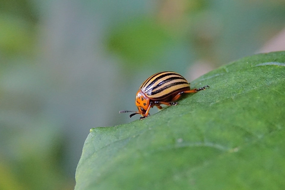 Coloradokever - Geleedpotigen - Coloradokever