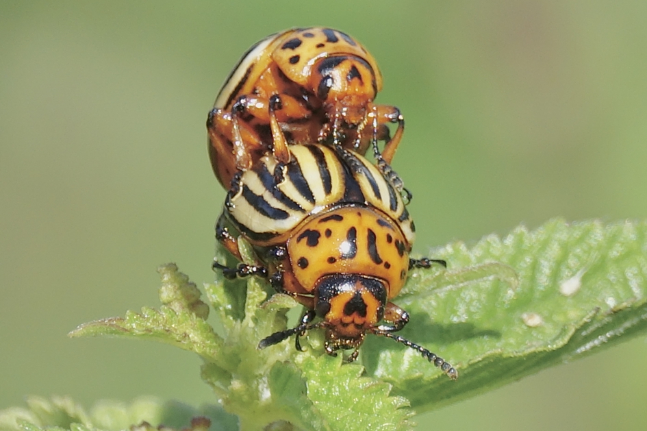 Colorado's in actie - Geleedpotigen - Coloradokever