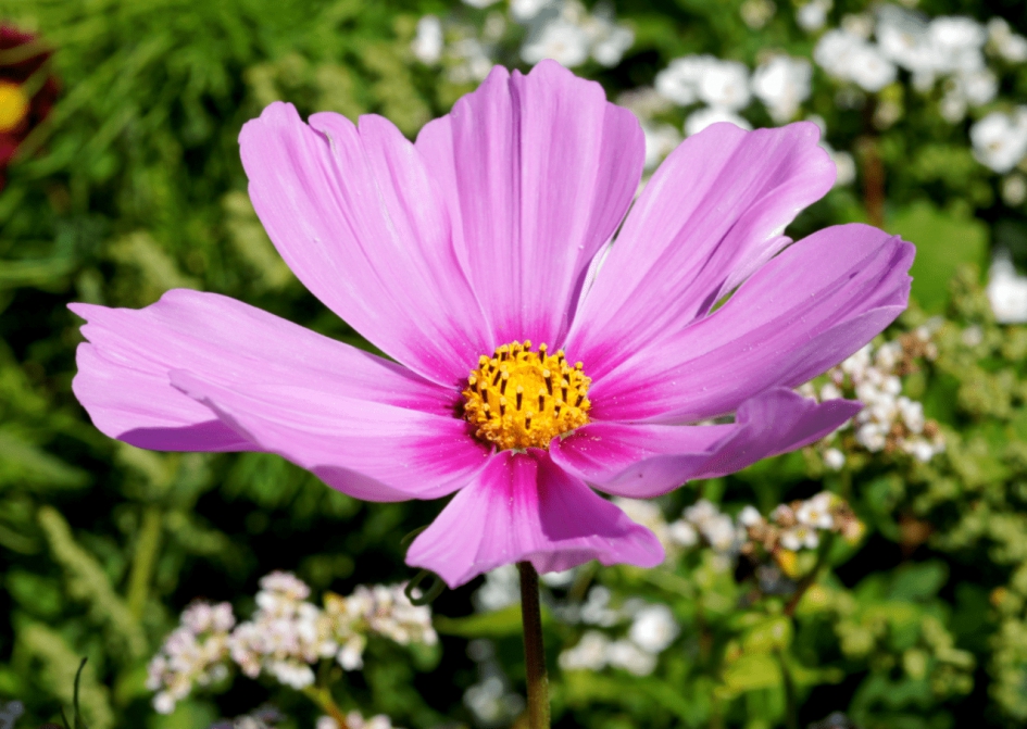 Cosmea - Planten - Cosmea