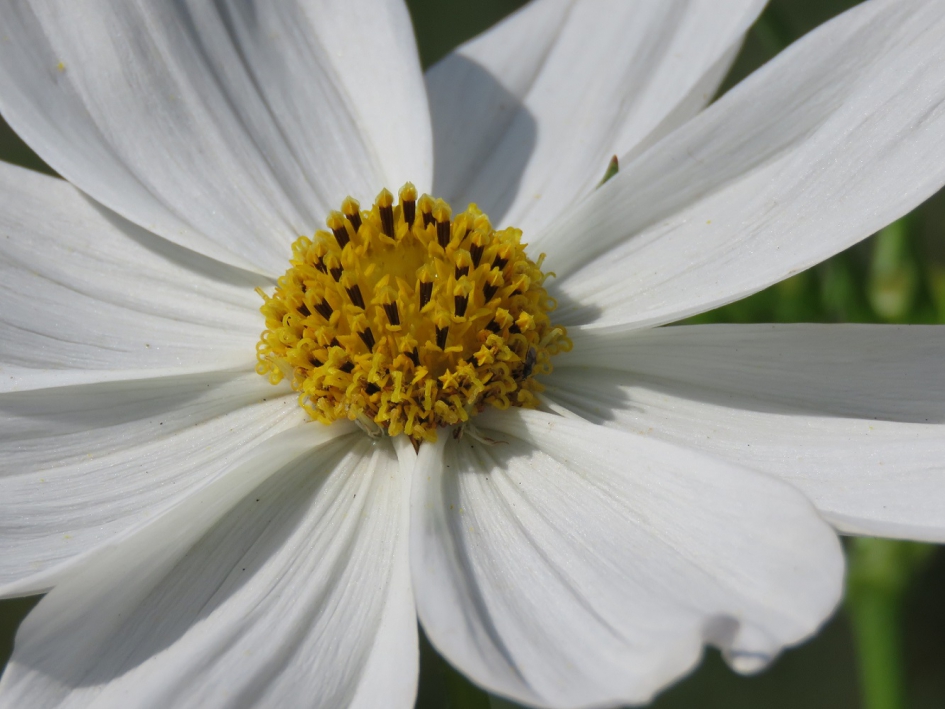 Cosmea hart - Planten - Cosmea