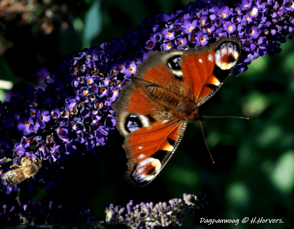 Dagpauwoog - Geleedpotigen - Dagpauwoog