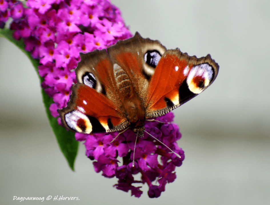 Dagpauwoog - Geleedpotigen - Dagpauwoog