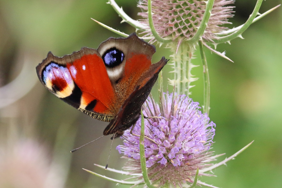 Dagpauwoog op kaardenbol (1) - Geleedpotigen - 