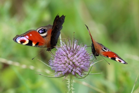 Dagpauwoog op kaardenbol (2)