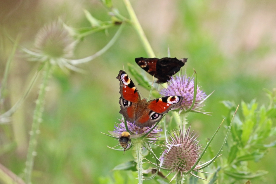 Dagpauwoog op kaardenbol (3) - Geleedpotigen - 