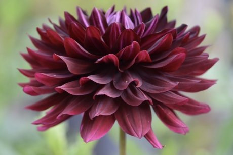 Dahlia