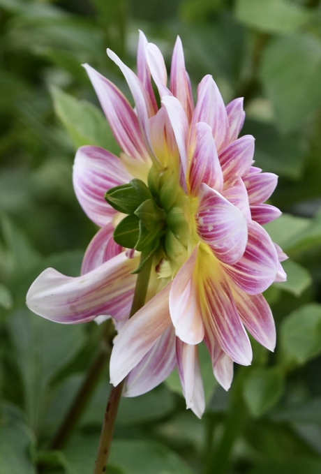 Dahlia