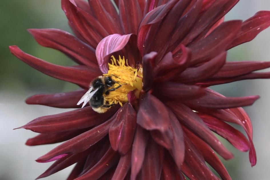 Dahlia met hommel - Planten - 