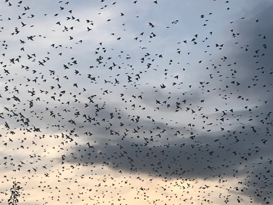 dansende spreeuwen - Vogels - 