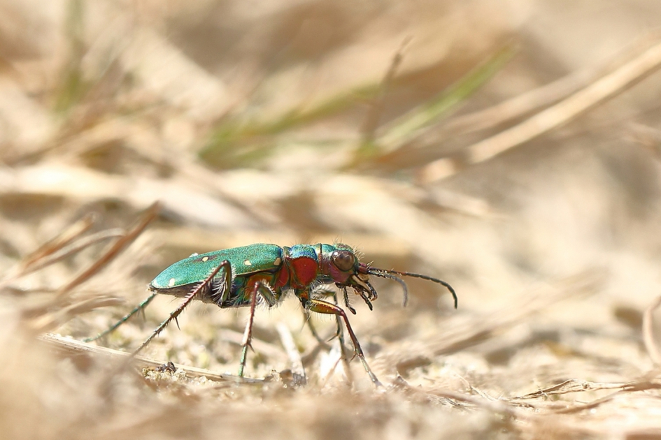 de jager van de zandpaden - Geleedpotigen - groene zandloopkever