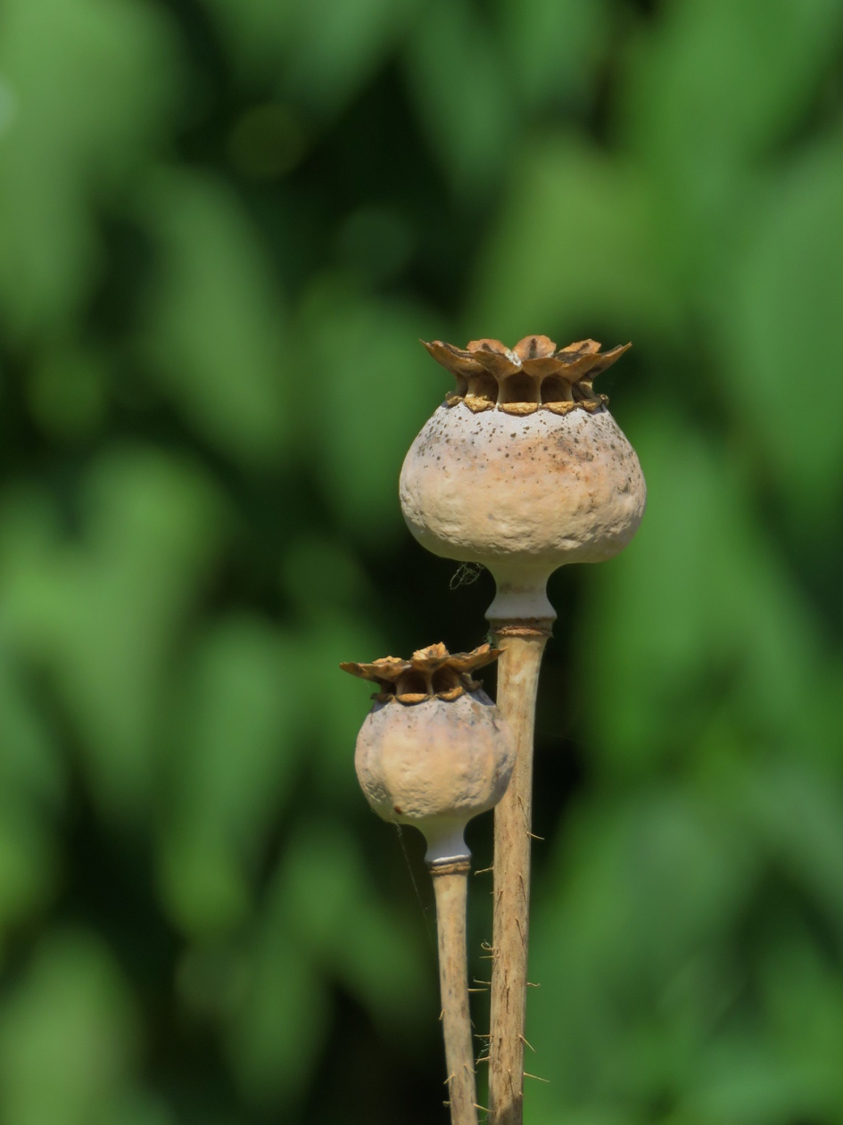 Decoratief - Planten - Papaver