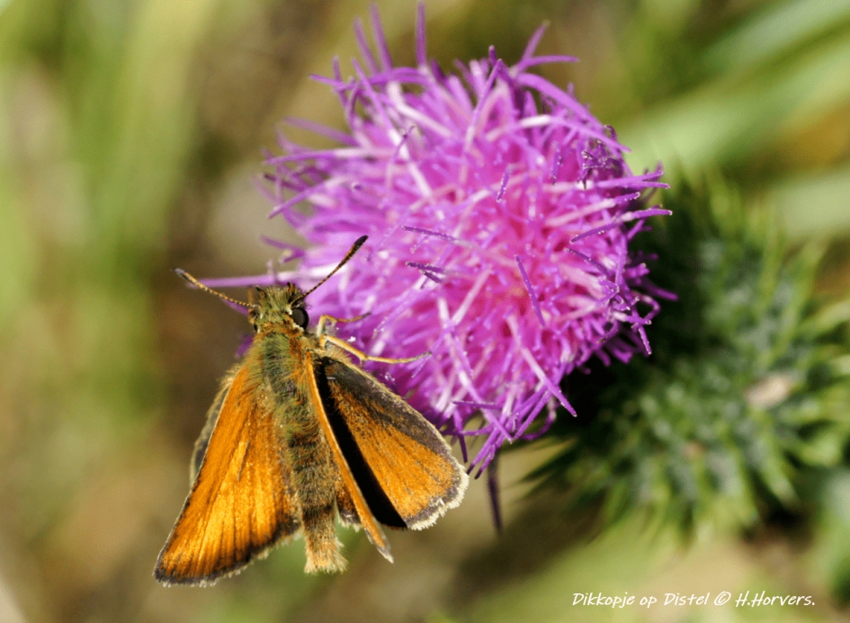 Dikkopje op Distel - Geleedpotigen - Dikkopje op Distel