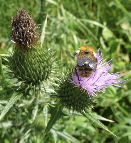 Distel met hommel