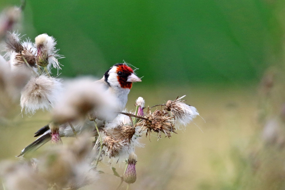 Distelvink in de distels - Vogels - 