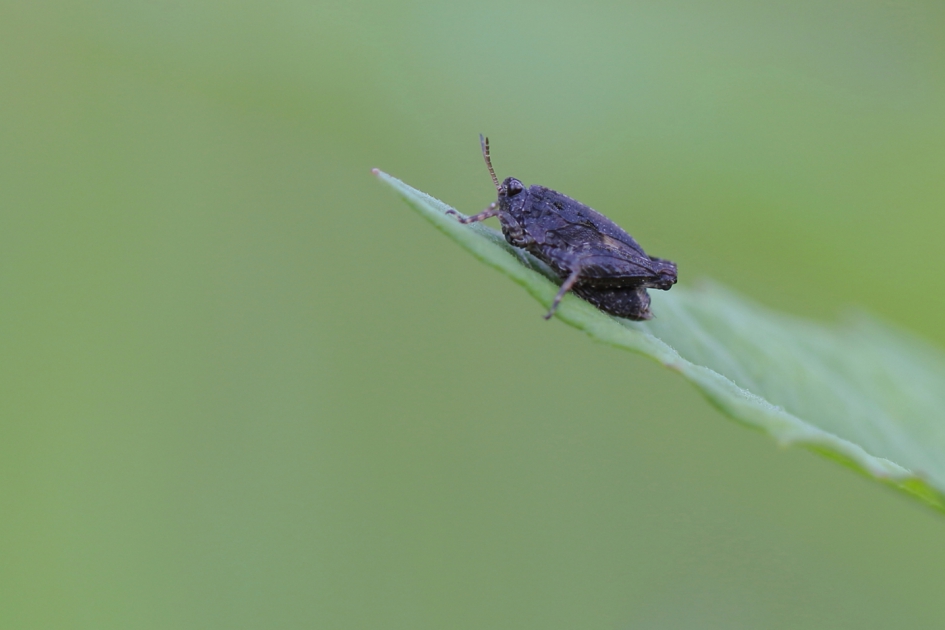 doornsprinkhaan -nimf- - Geleedpotigen - doornsprinkhaan