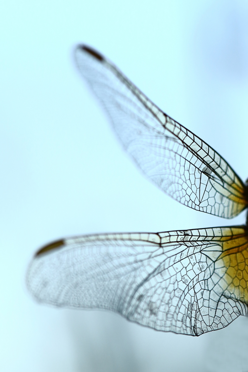 doorzichtig - Geleedpotigen - vuurlibel