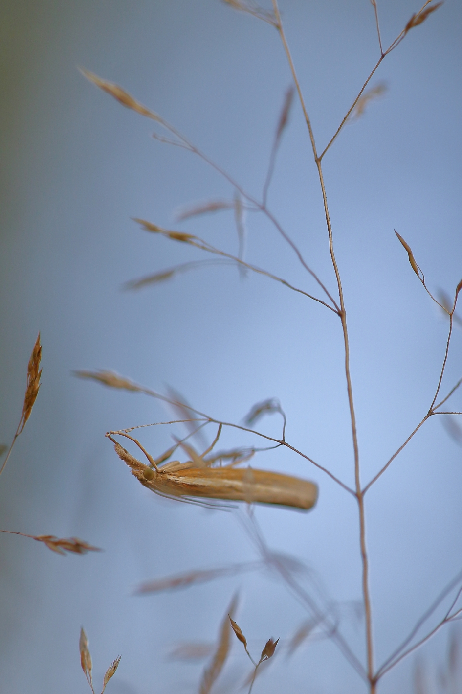 dwarsligger - Geleedpotigen - variabele grasmot