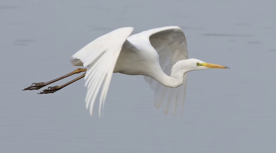 Easy Living ... - Vogels - Grote Zilverreiger