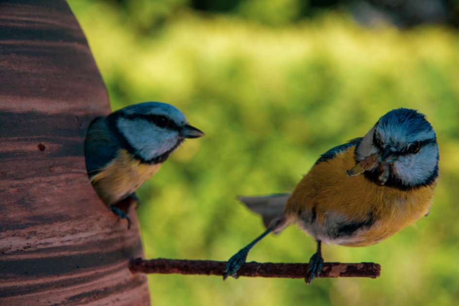 Echtpaar pimpelmees aan het werk - Vogels - Pimpelmees