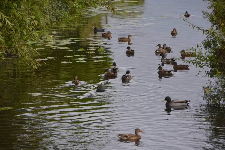 Een hele drukte - Vogels - 
