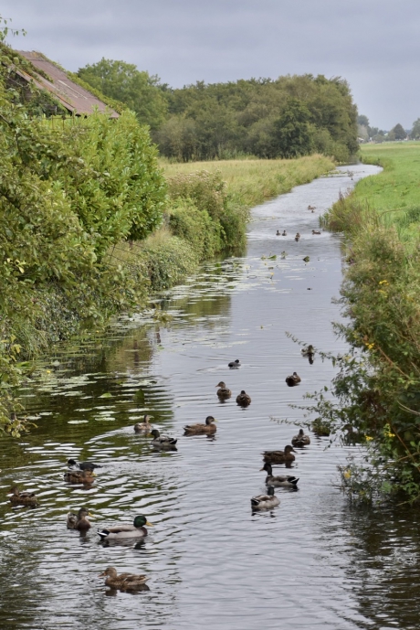 Een hele drukte in de sloot